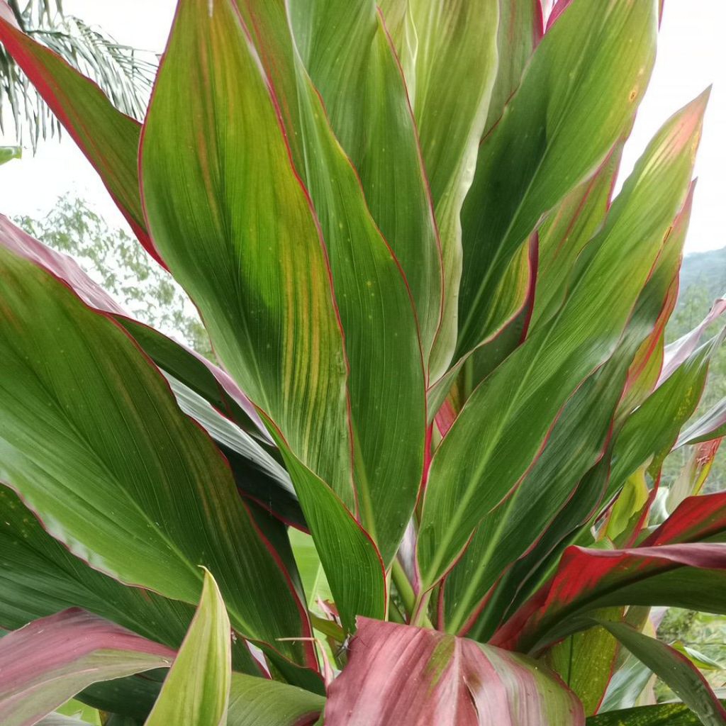 

Daun Hanjuang Ataun Daun Andong Merah Segar Per 20 Lembar