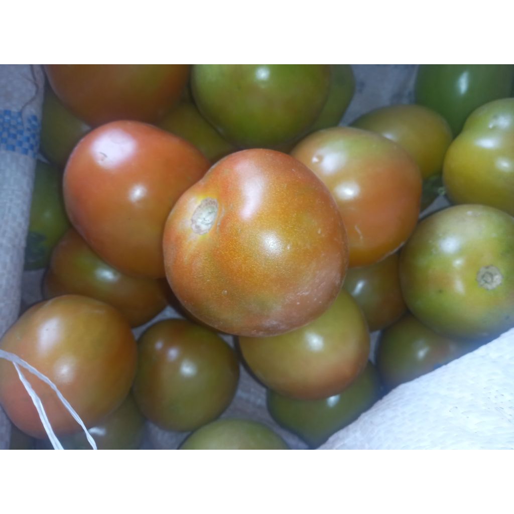 

Tomat Segar Langsung dari Petani – Cocok untuk Masakan, Jus, dan Usaha Kuliner