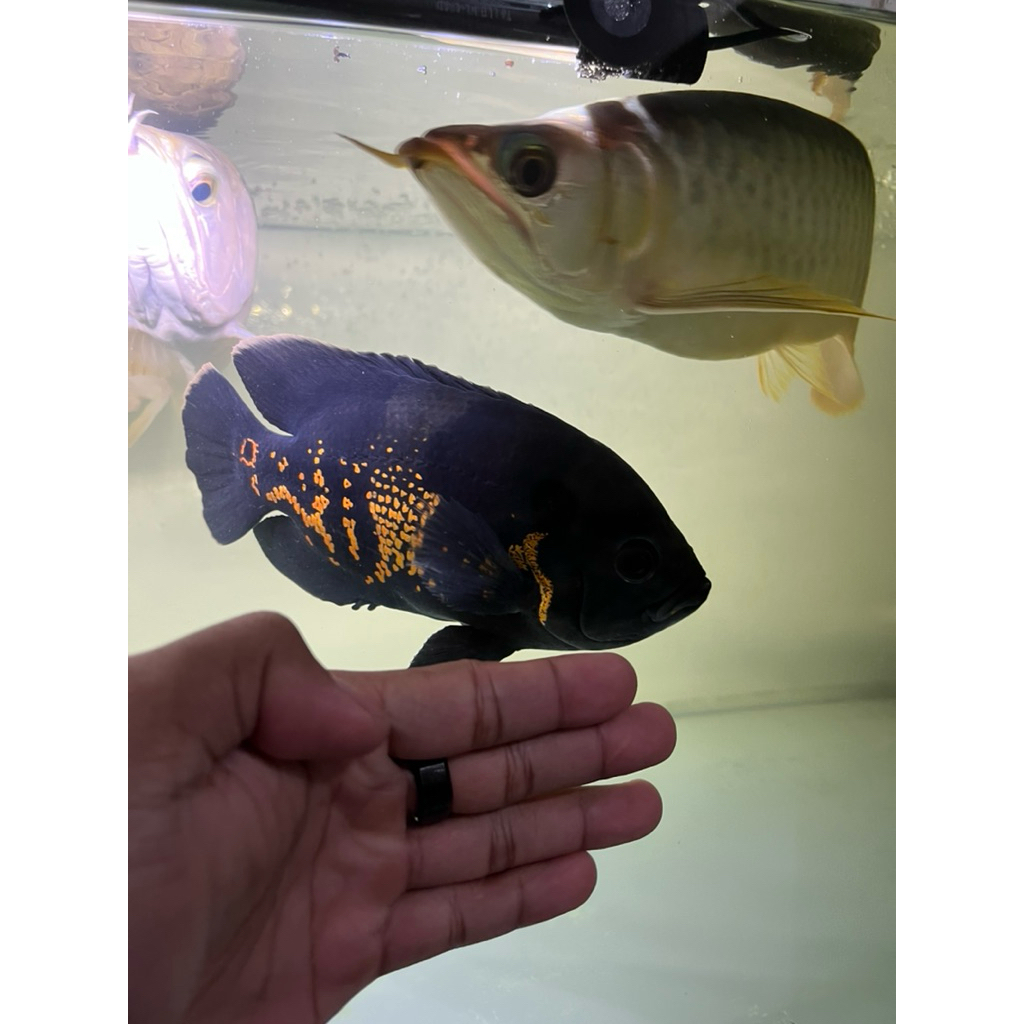 ikan oscar tiger size 4jari jumbo komtank arwana.