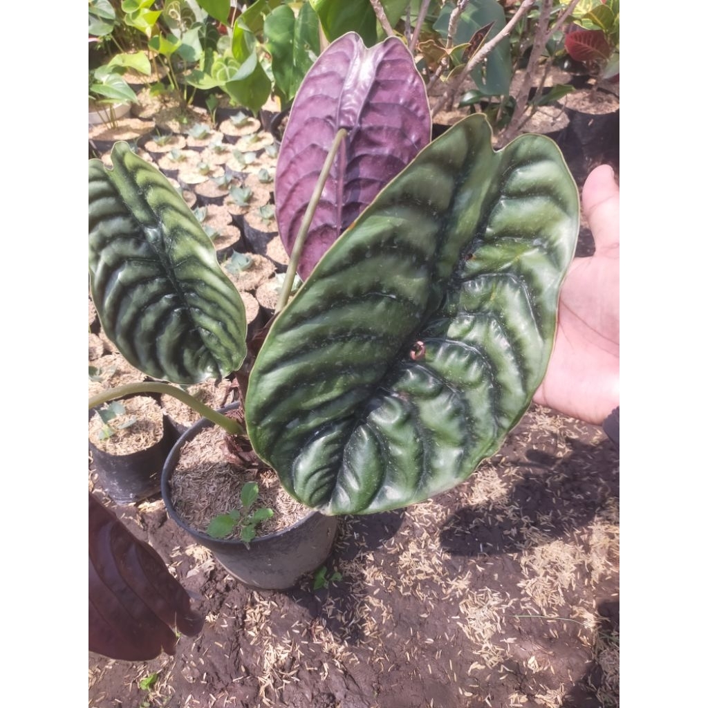 alocasia cuprea alokasia cuprea