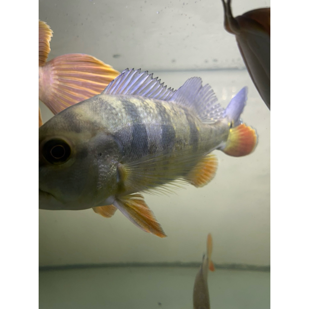 ikan pbass orinoco size 20-23cm komtank arwana