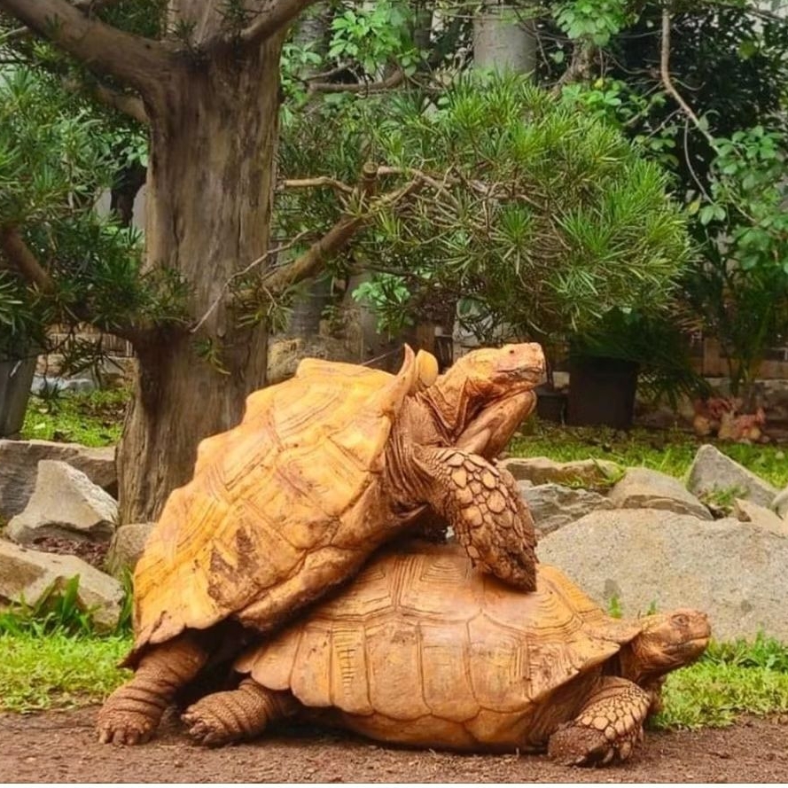 

telur kuuraKura- Sulcata het Albino jaminan menetas 100%