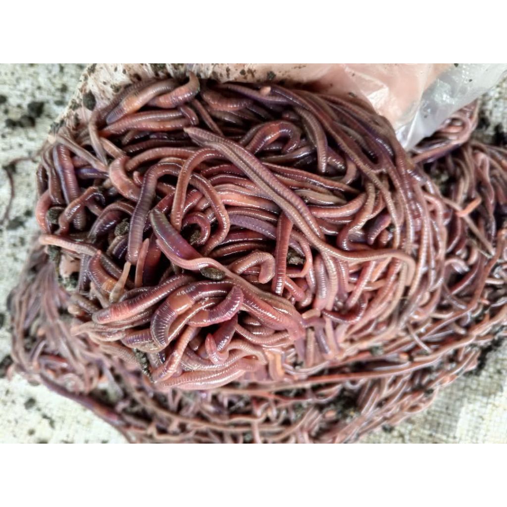 Cacing tanah hidup umpan galatama fresh