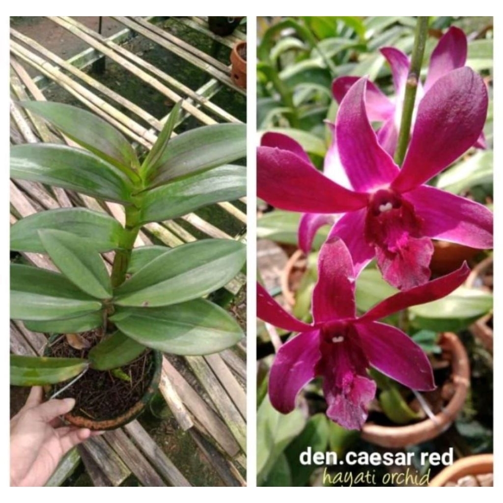Tanaman hias anggrek dendrobium caesar red Dewasa