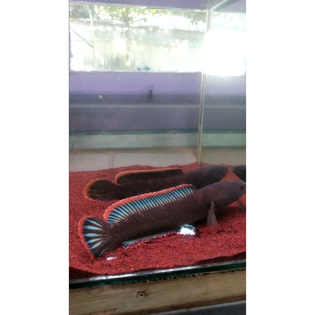 stiker limbata 10-20cm