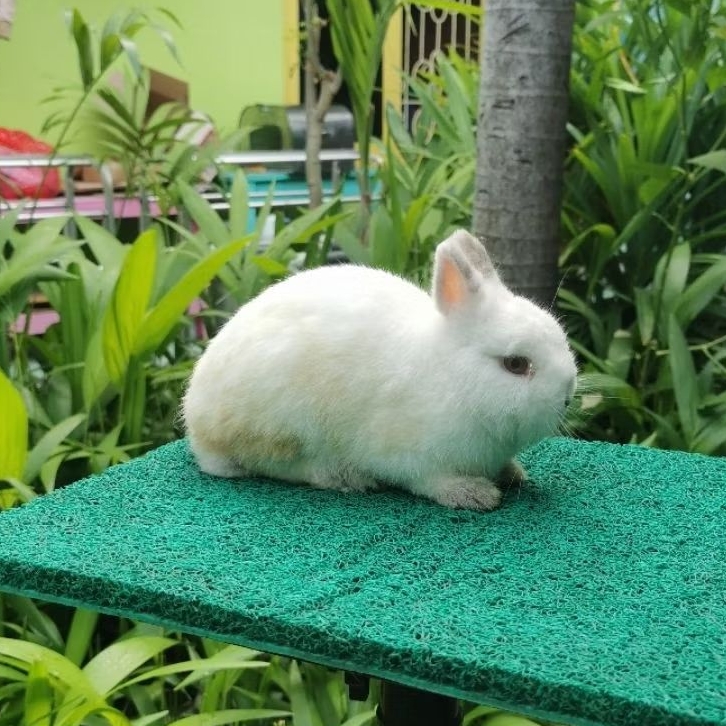Kelinci Mini Netherland Dwarf ND