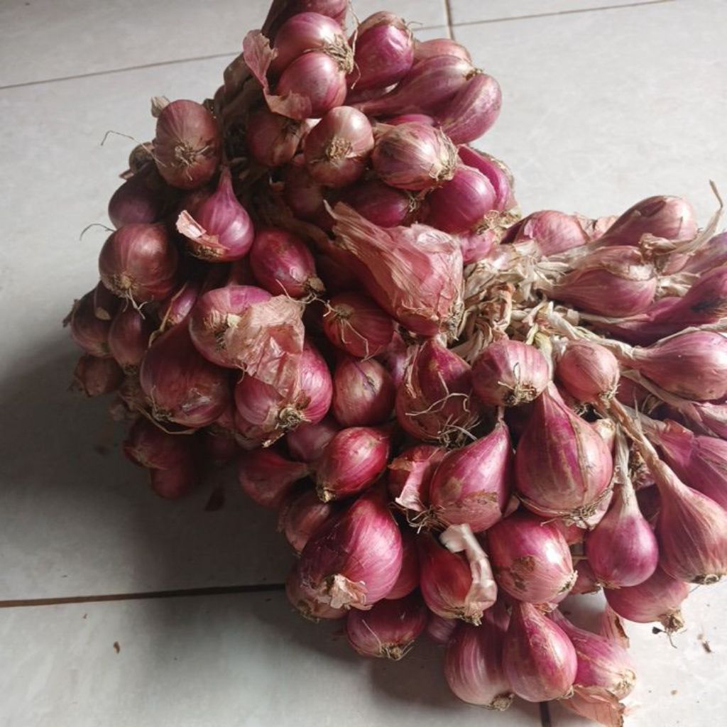 

Bawang merah besar masih ada daunnya