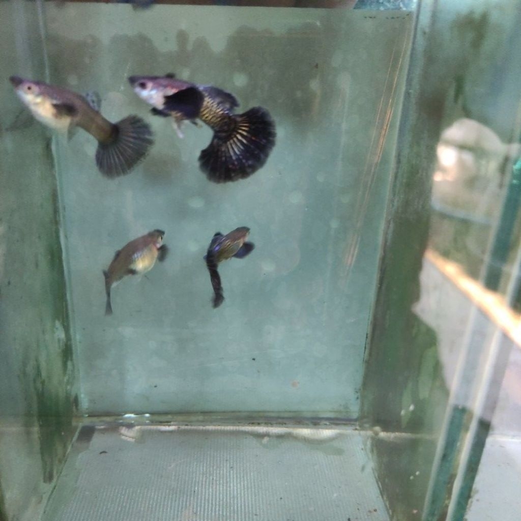 HIASAN AQUARIUM GUPPY PURPLE DRAGON