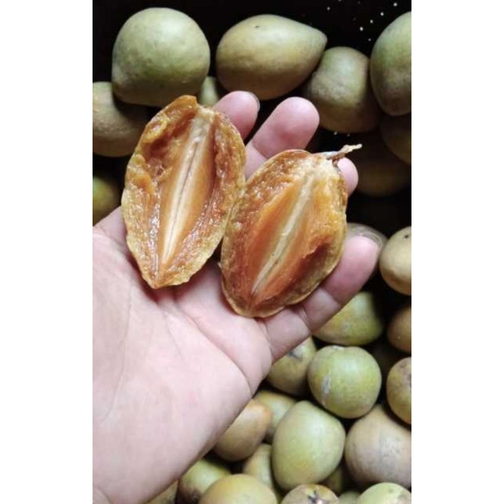 

Sawo Madu 250 gr READY Instan