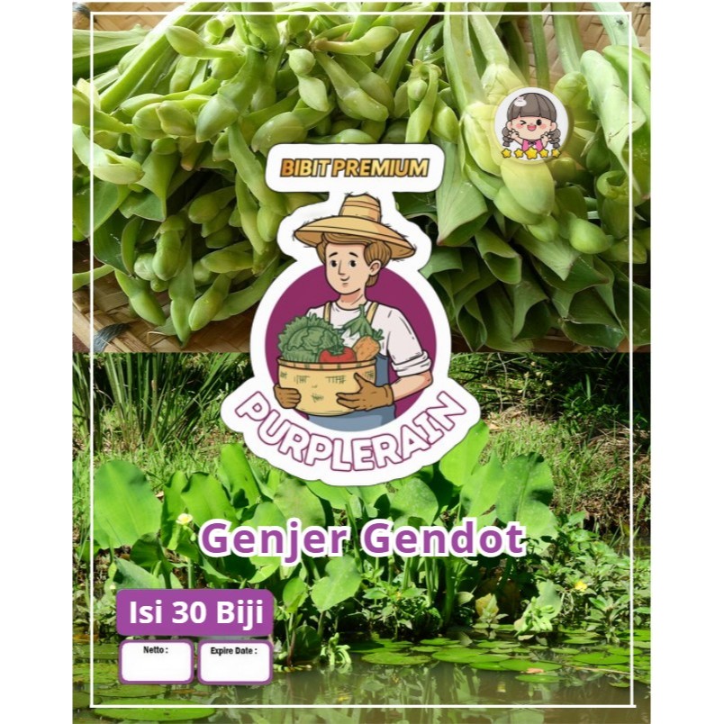 Bibit Premium Genjer Gendot | Biji Benih Genjer Kelayan | Sayur Genjer