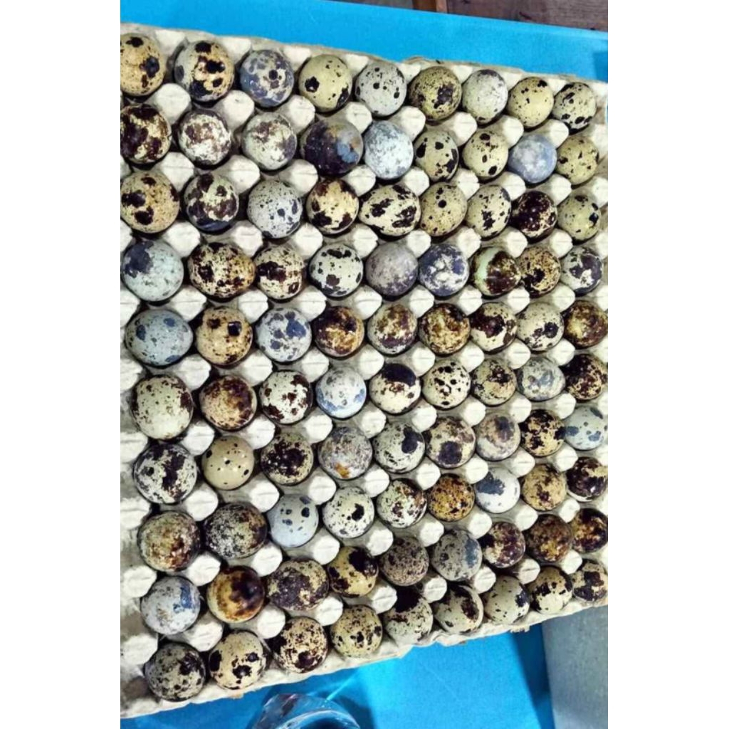 

TELUR PUYUH FERTIL / MENTAH SIAP REBUS HARGA PERBIJI