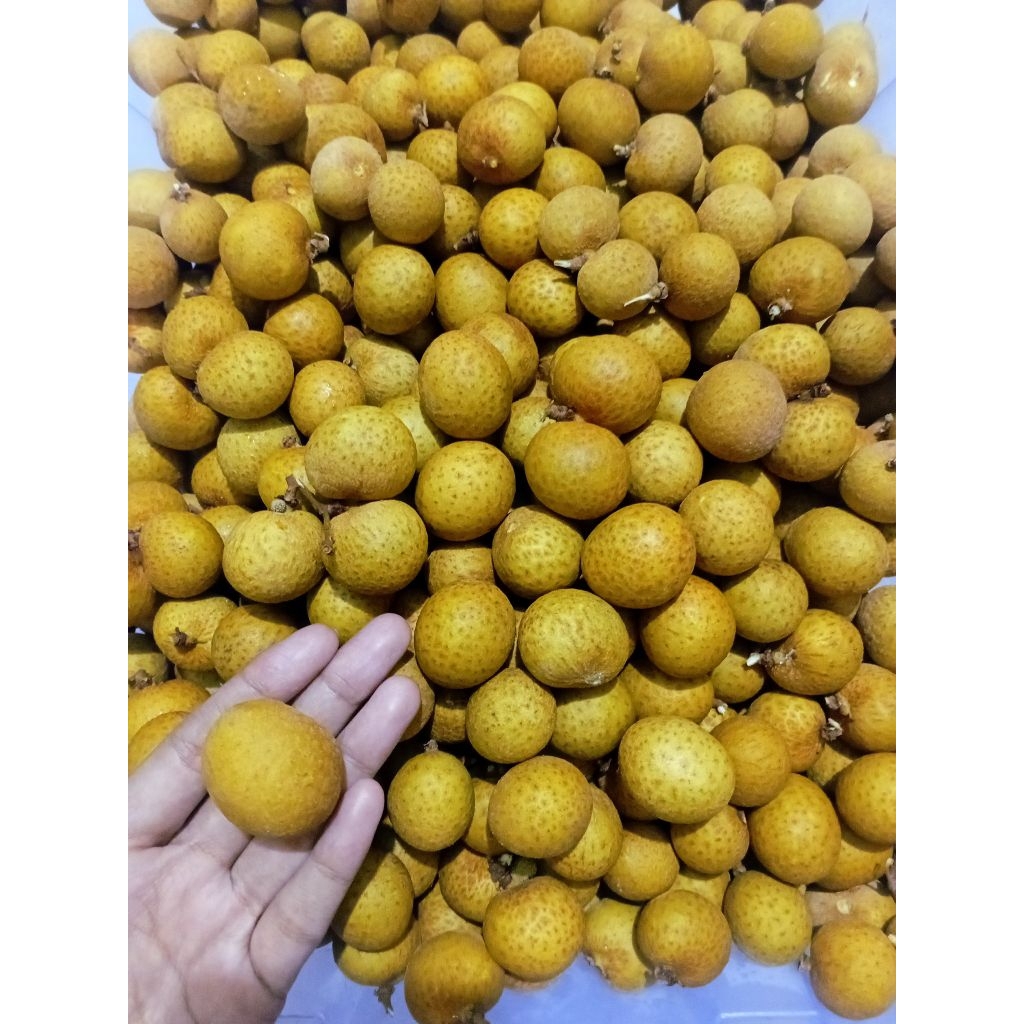 

KELENGKENG LONGAN BANGKOK CAP MERAH GOSEND