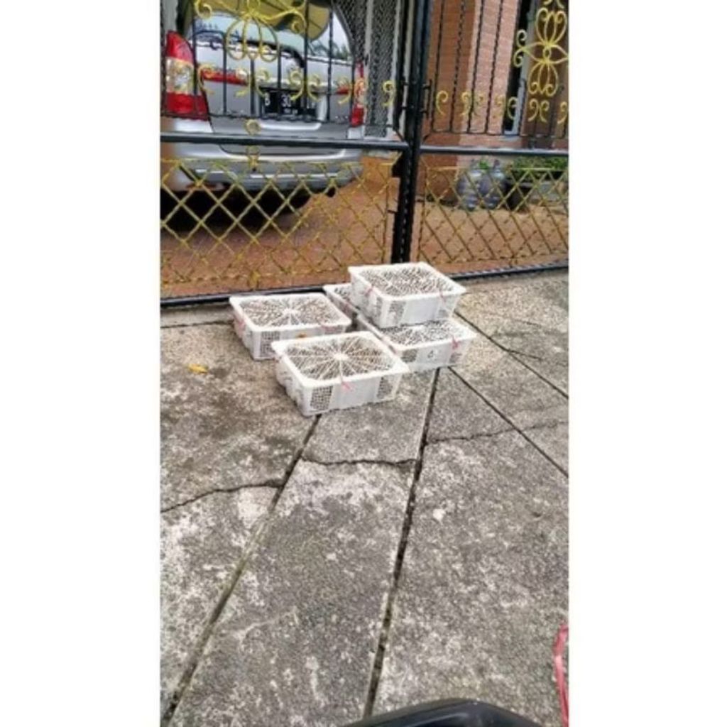 Kandang Burung Pipit Emprit Peking