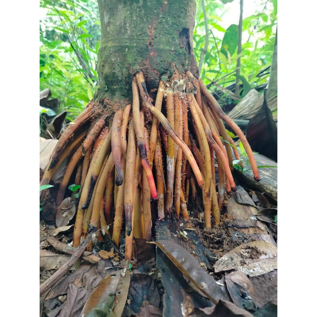 

Akar Pinang muda/akar jambe masih fresh Segar 1kg siap kirim secepatnya selamat berbelanja di toko kami ,,