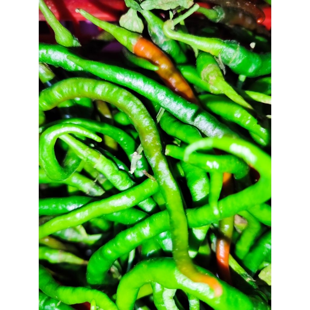 

CABE KRTING IJO 100g