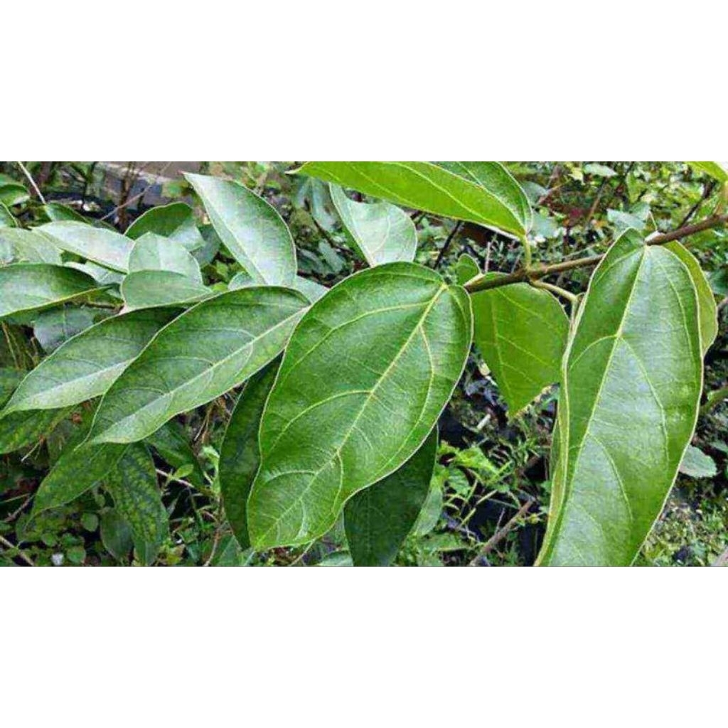 

Daun Cincau Hijau Perdu