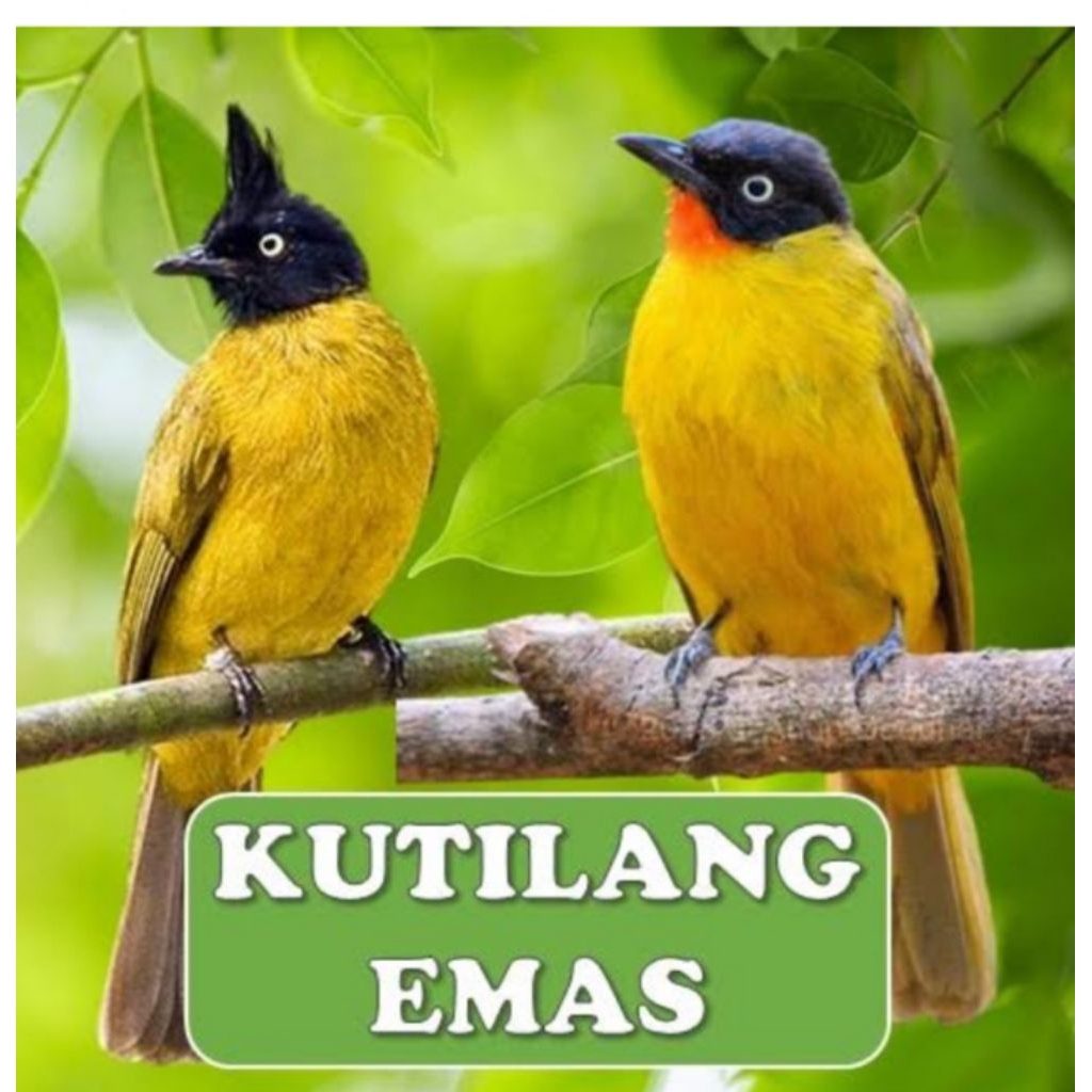 kutilang emas mata putih sepasang