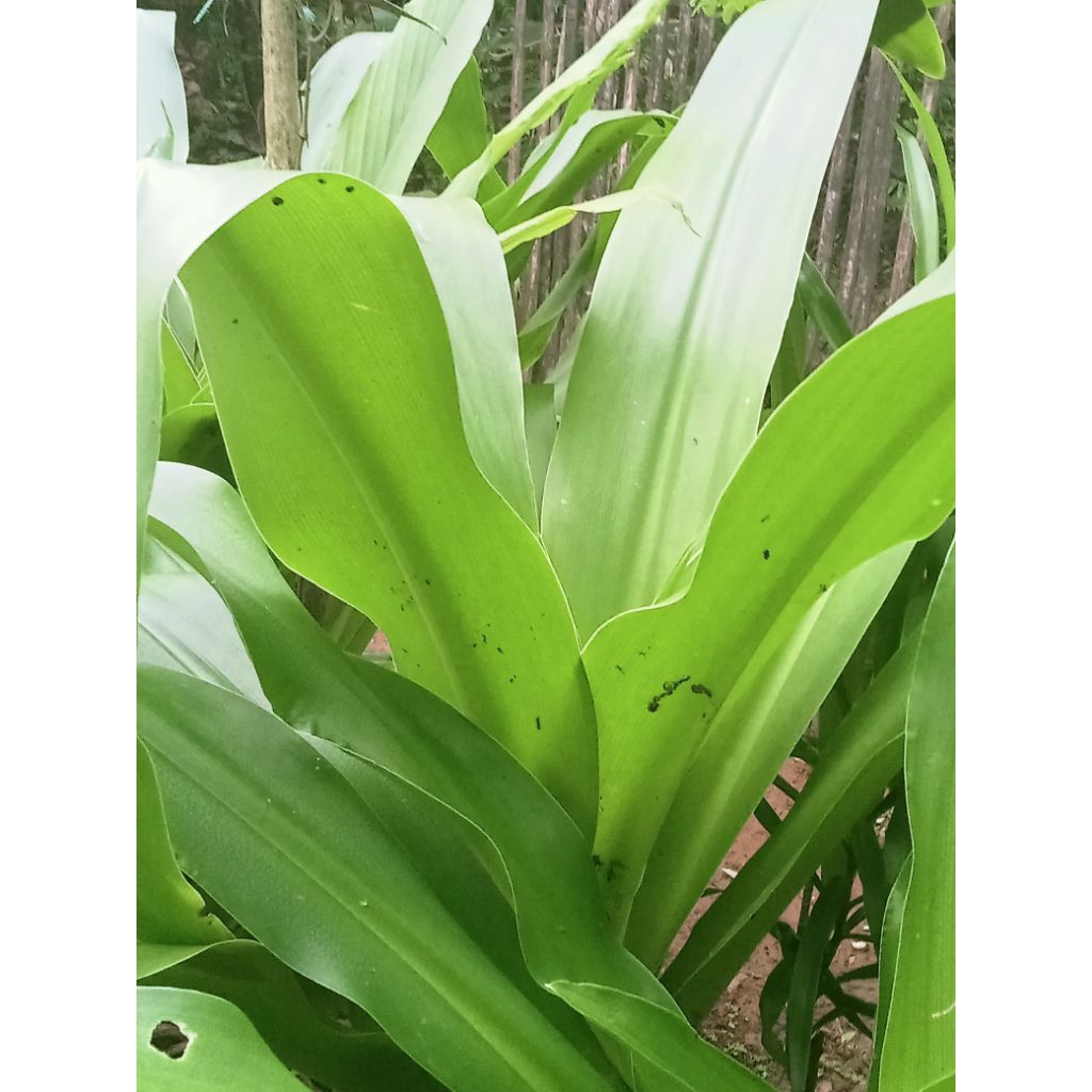 

100 gram daun bakung segar