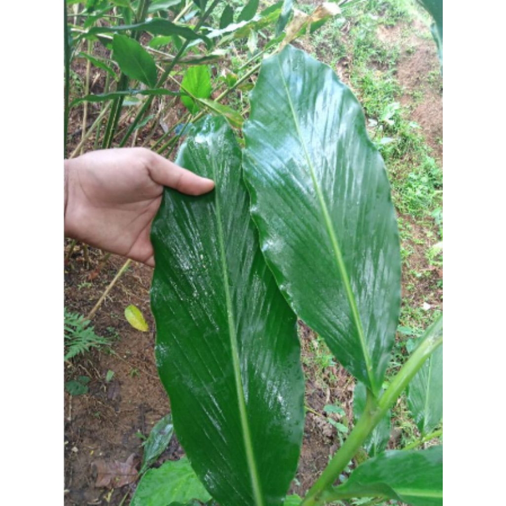 

Daun kapol segar langsung petik perlembar