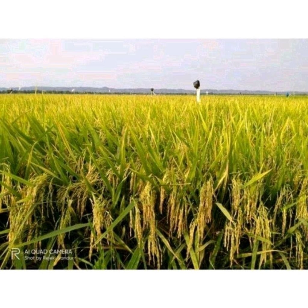 BENIH BIBIT PADI CL 220 BOBOT BERKUALITAS ORIGINAL KEMASAN 1KG