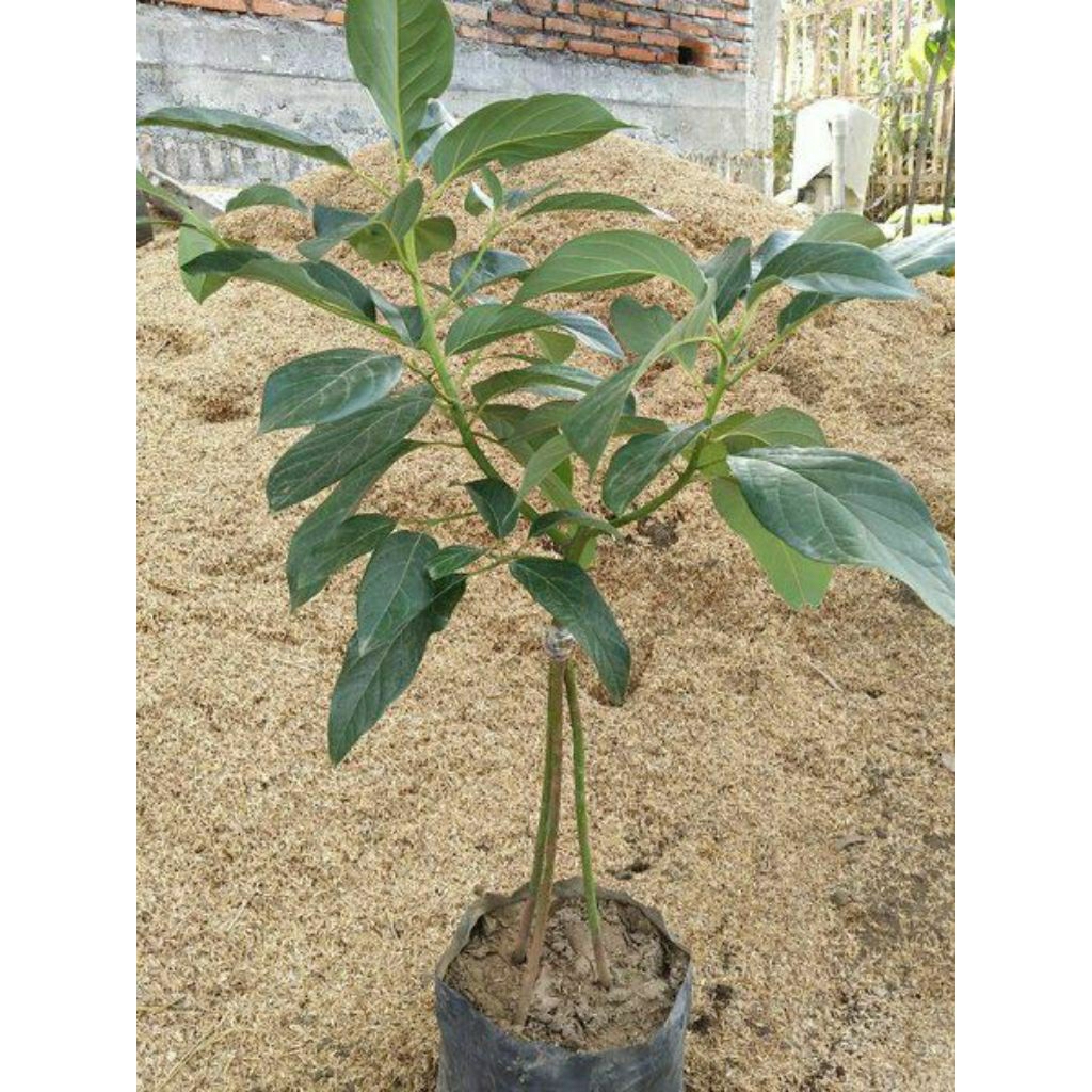 (Kaki 3). Bibit Alpukat Mentega Super Jumbo Asli. tanaman Okulasi cepat berbuah lebat...