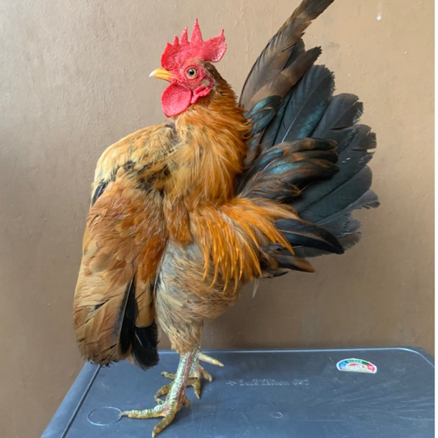 sepasang ayam serama dewasa trah kontes