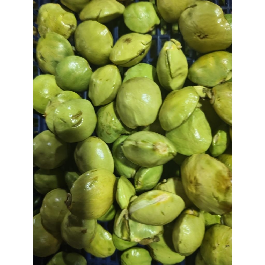 

jengkol muda 250 grm