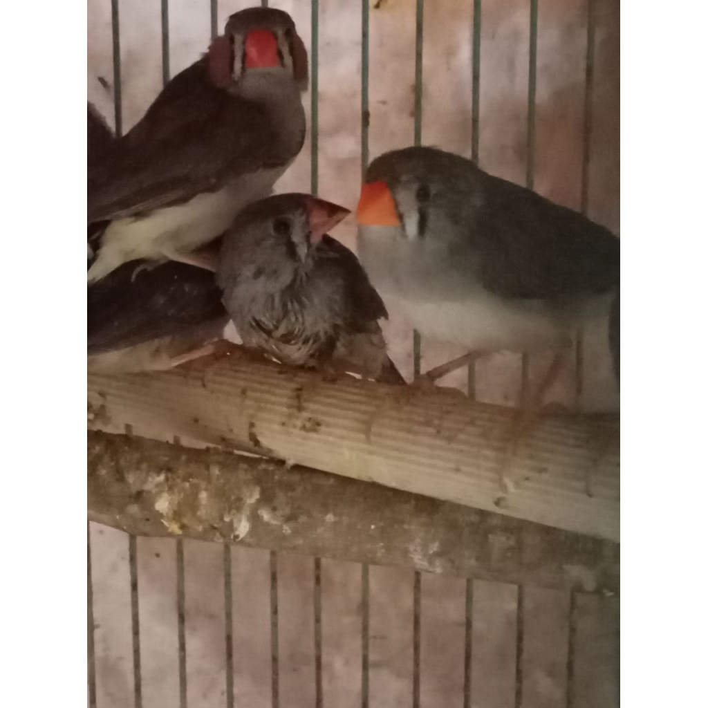 zebra finch lokal sepasang/zebra finch Timor