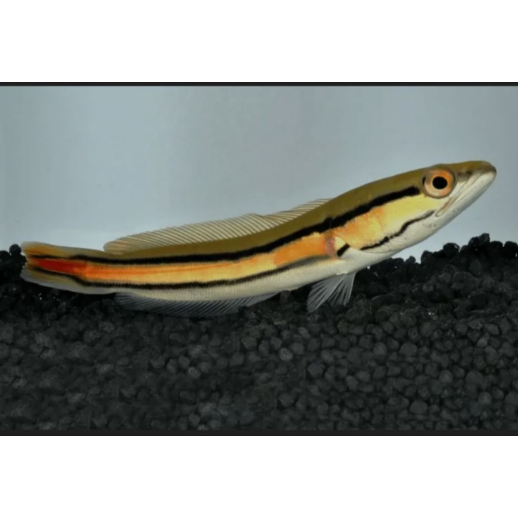 TERLARIS, ikan Gabus Toman.