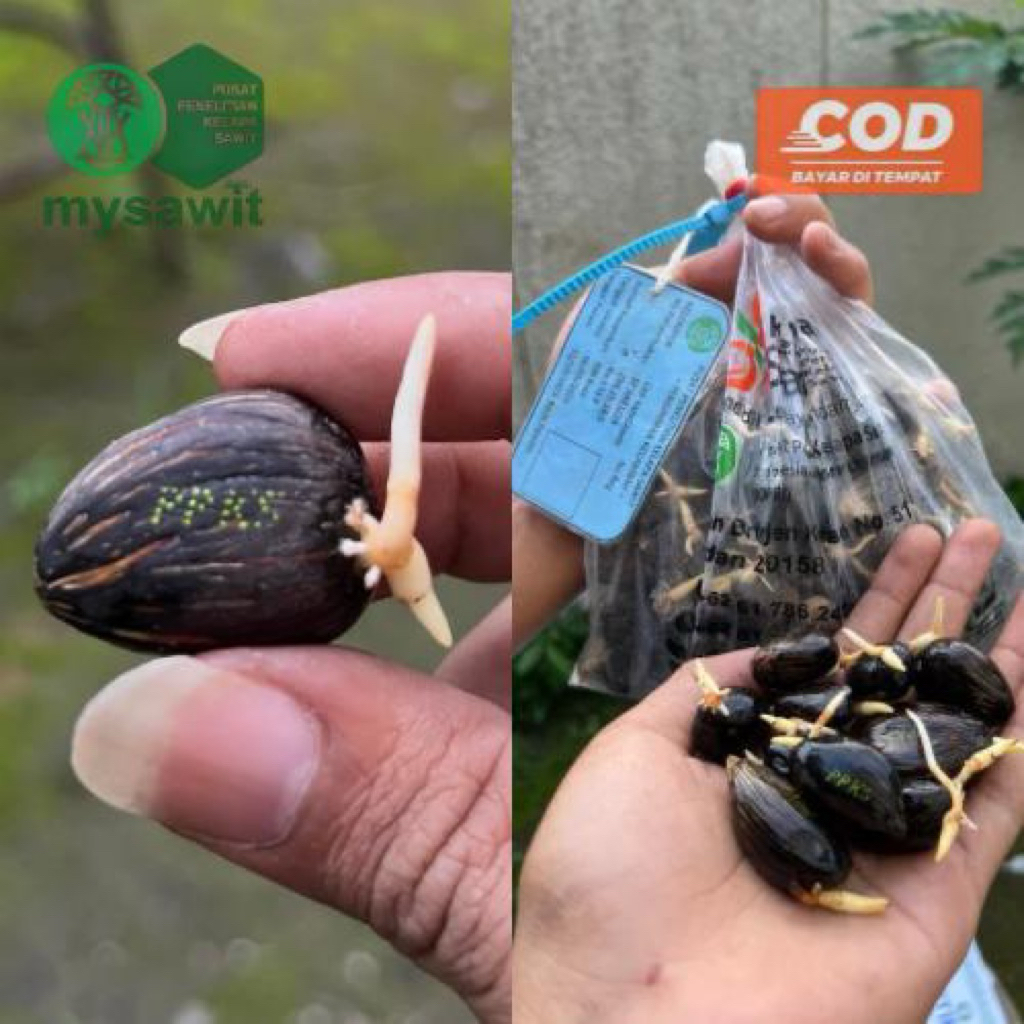 KECAMBAH SAWIT UNGGUL PPKS (BERSERTIFIKAT)