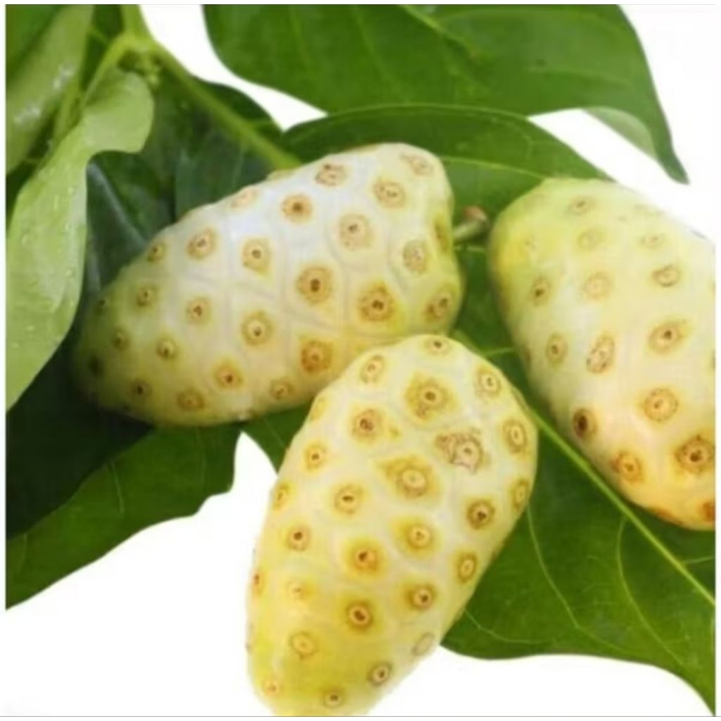 

Daun Mengkudu / Daun buah Pace per 30 lembar.