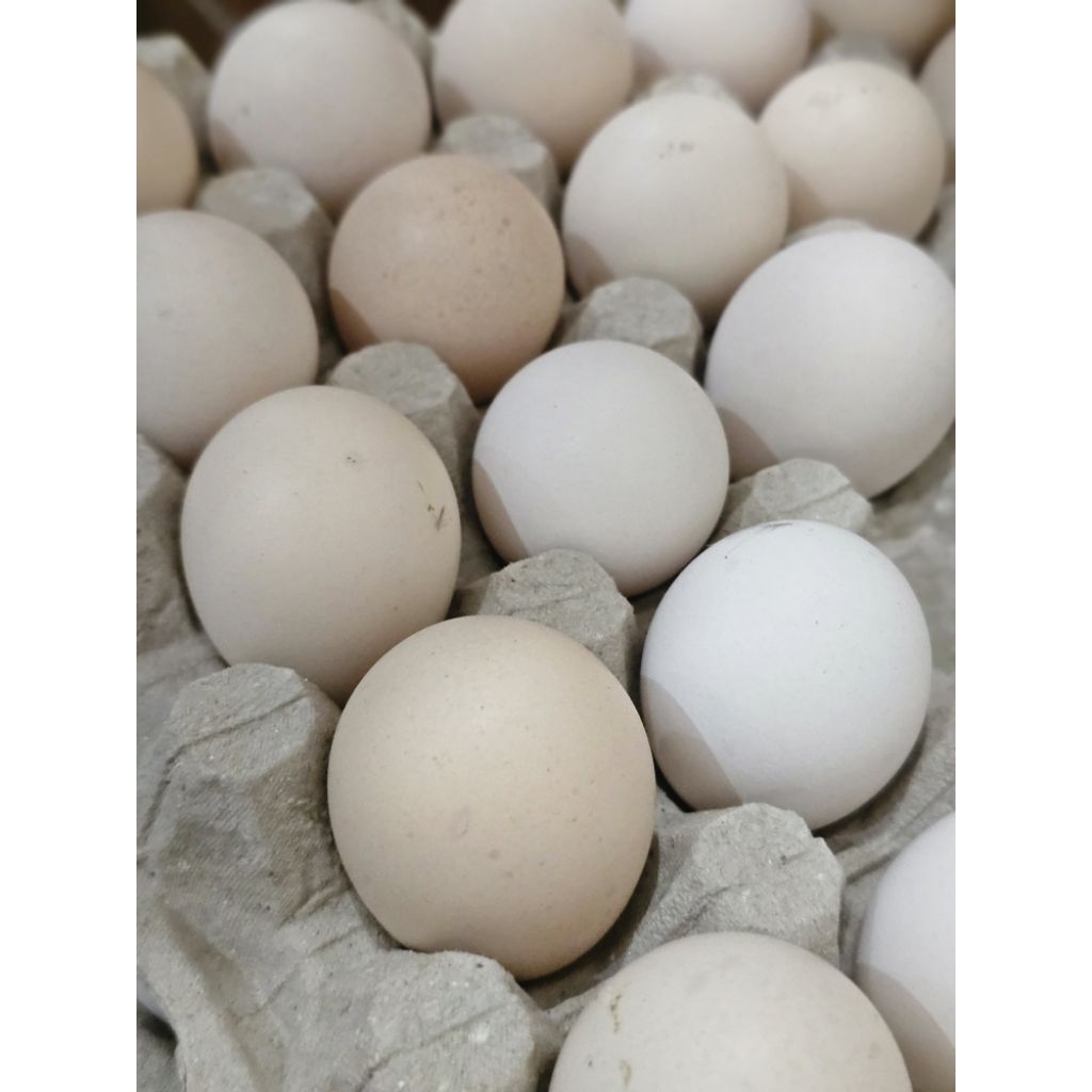 

Telur Ayam Kampung Omega 3 Premium