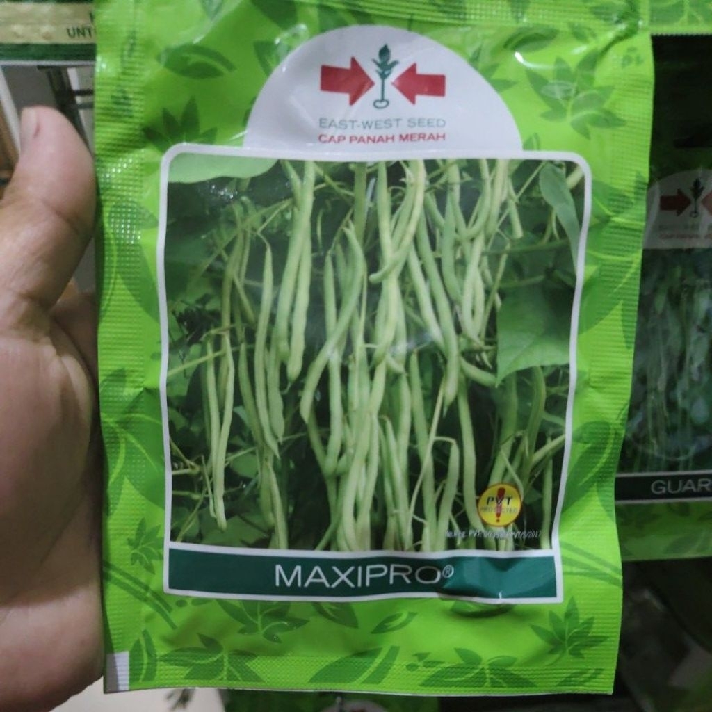 ( 225 butir ) Benih buncis MAXIPRO 225butir buncis maxipro kemasan kecil dari panah merah maxipro SP