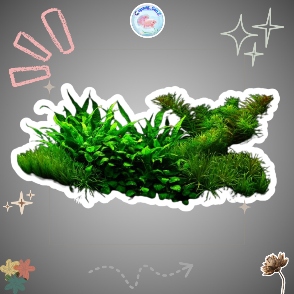 Tanaman Air Aquarium