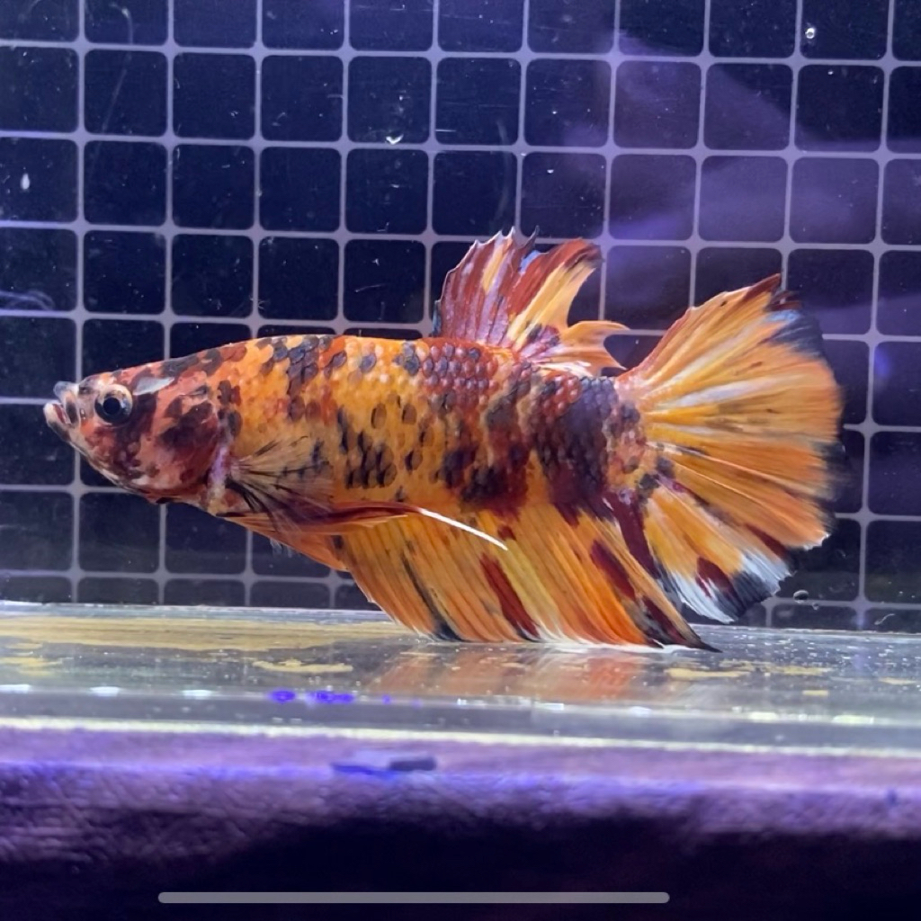 IKAN CUPANG / BETTA GIANT PK NEMO LEOPARD BO 5 (REAL PIC)