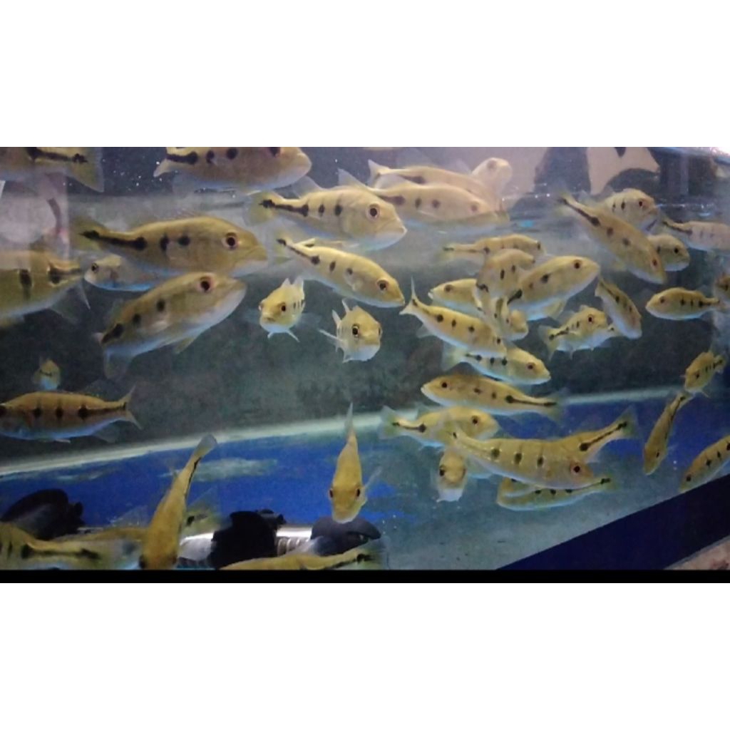 pbass Orinoco 10-11 cm, doyan pelet