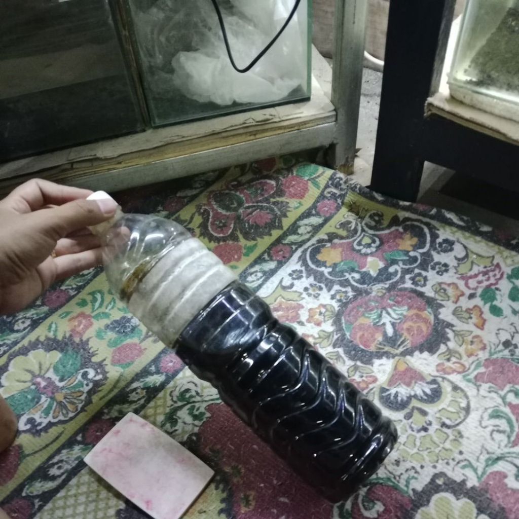 channa maru ys 17-18cm