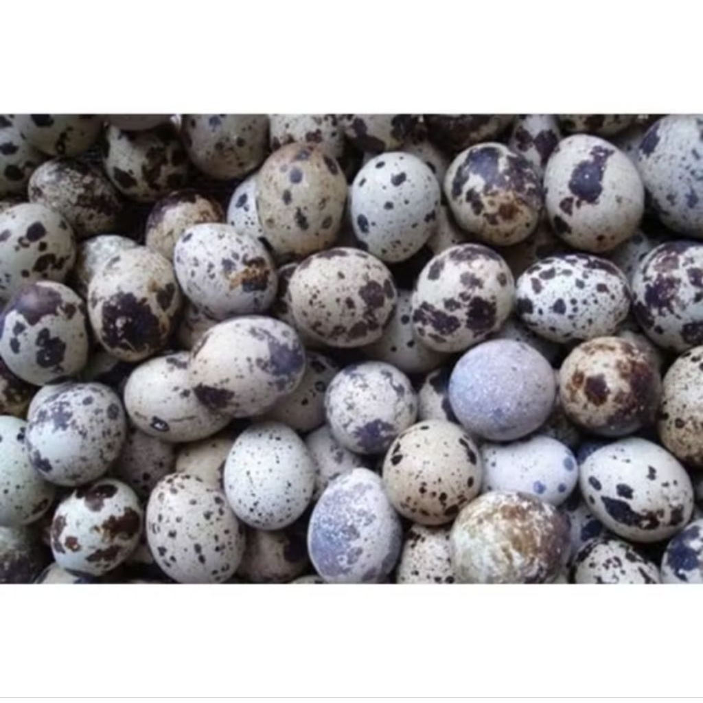 

AL137-Telor puyuh mentah fresh langsung dari kandang greet A butiran termurah