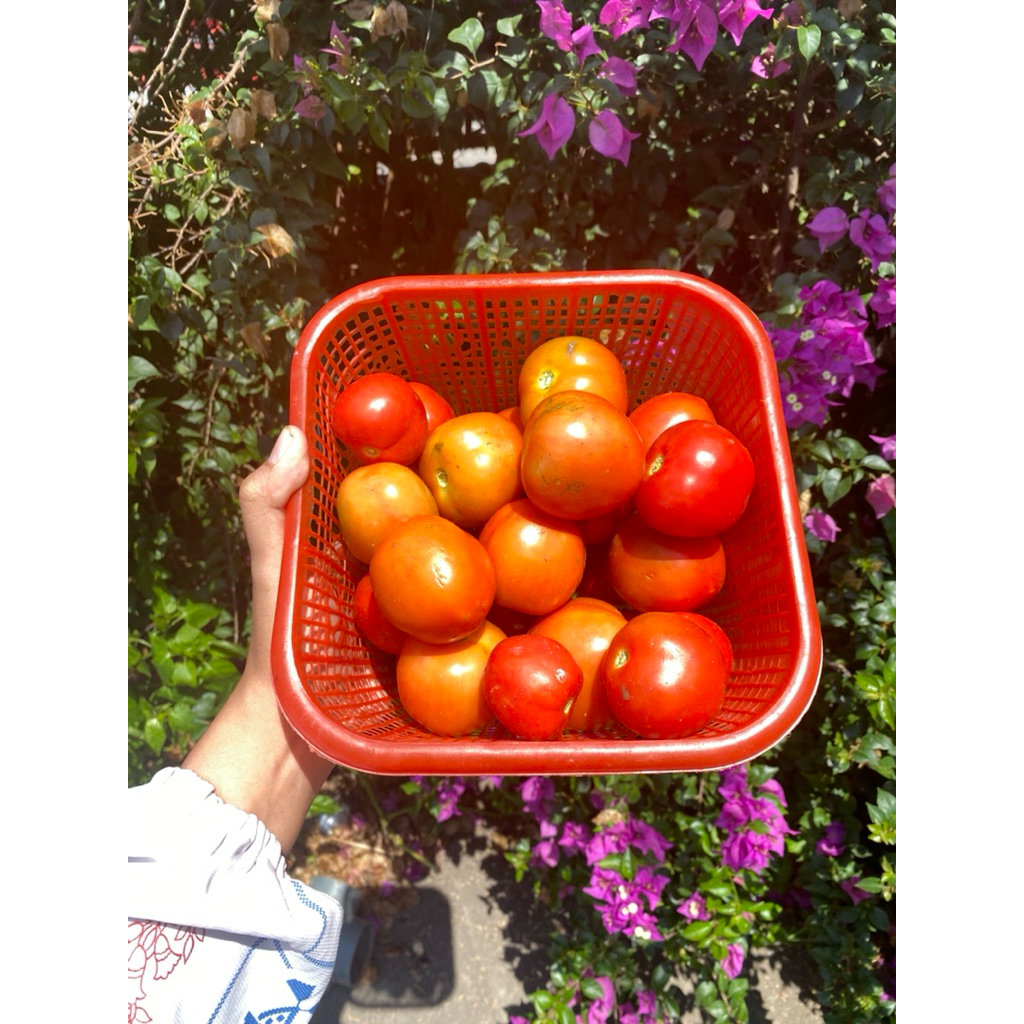 

Tomat Segar Berkualitas Langsung Petik