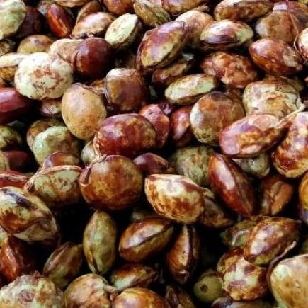 

Jengkol Tua 1 Kilogram