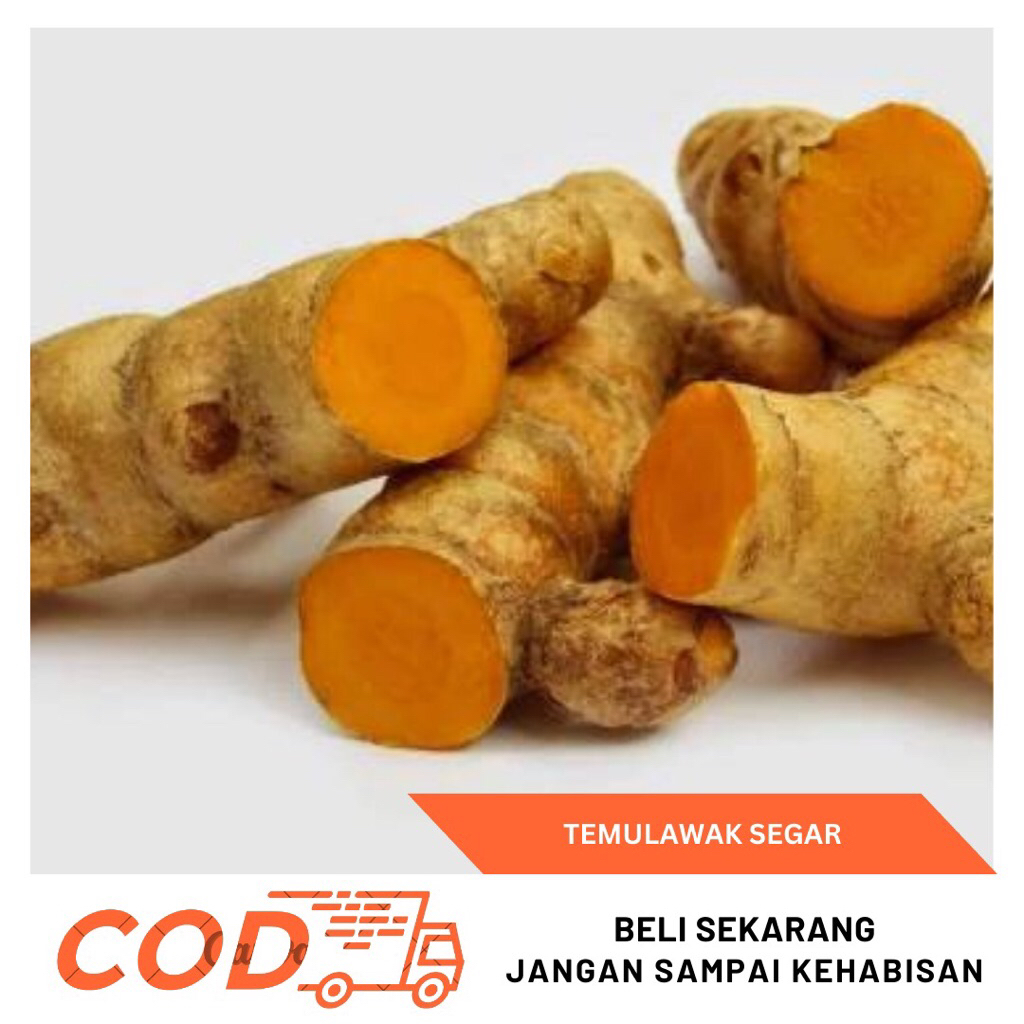 

Temulawak Segar 500gram-Temulawak Fresh Asli Petani