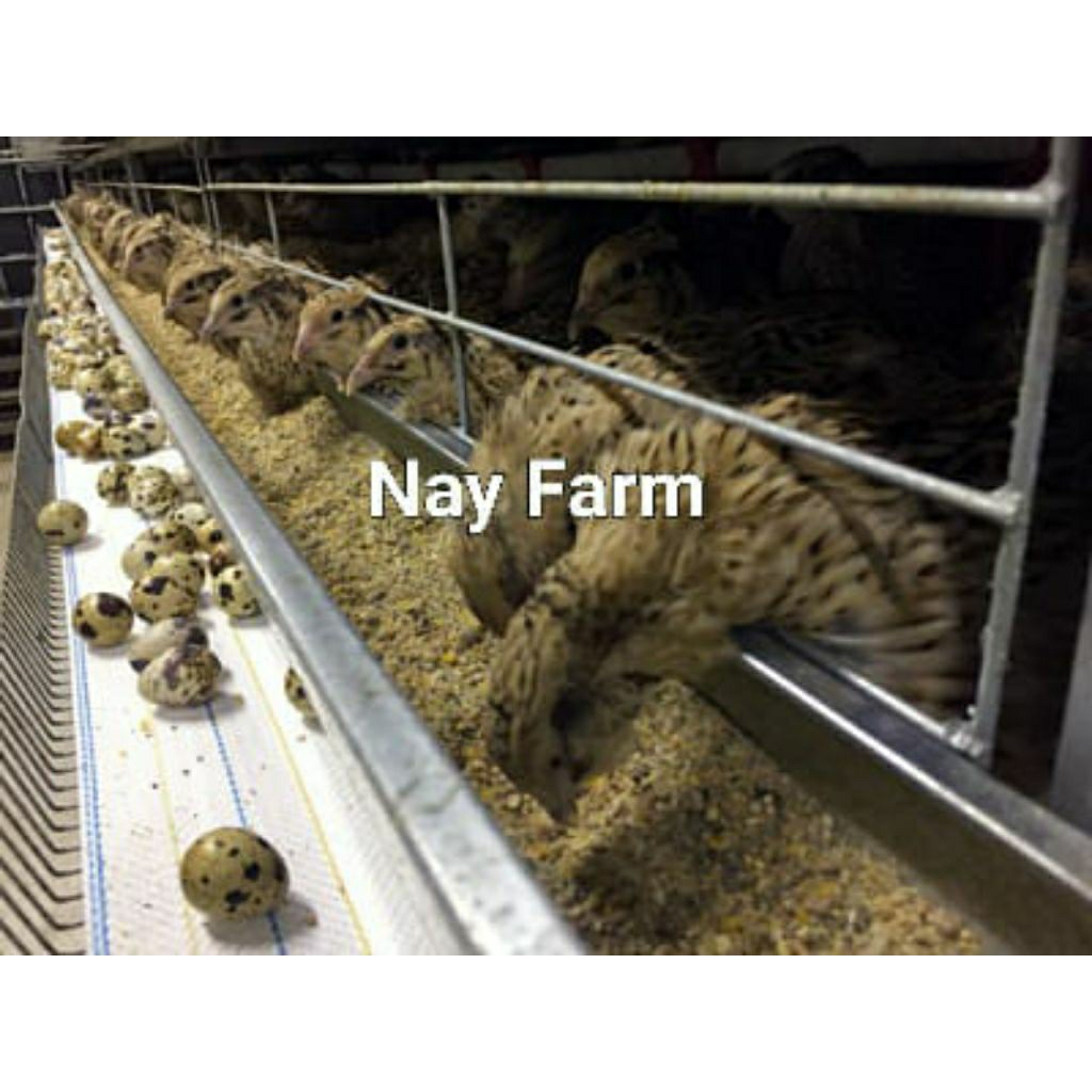 

Telur Tetas Puyuh Autumn | Bibit Puyuh Unggul NayFarm