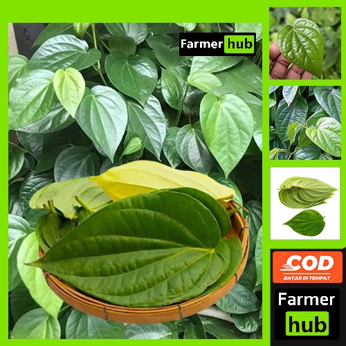 

Promo Daun Sirih Segar 200 Gram Obat herbal Alami farmer hub