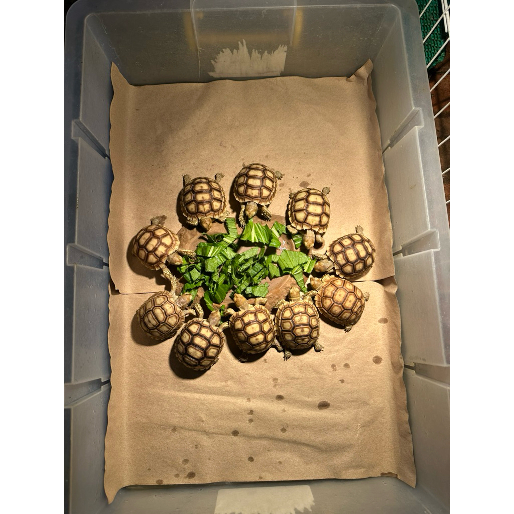 Kura kura darat Sulcata 6cm