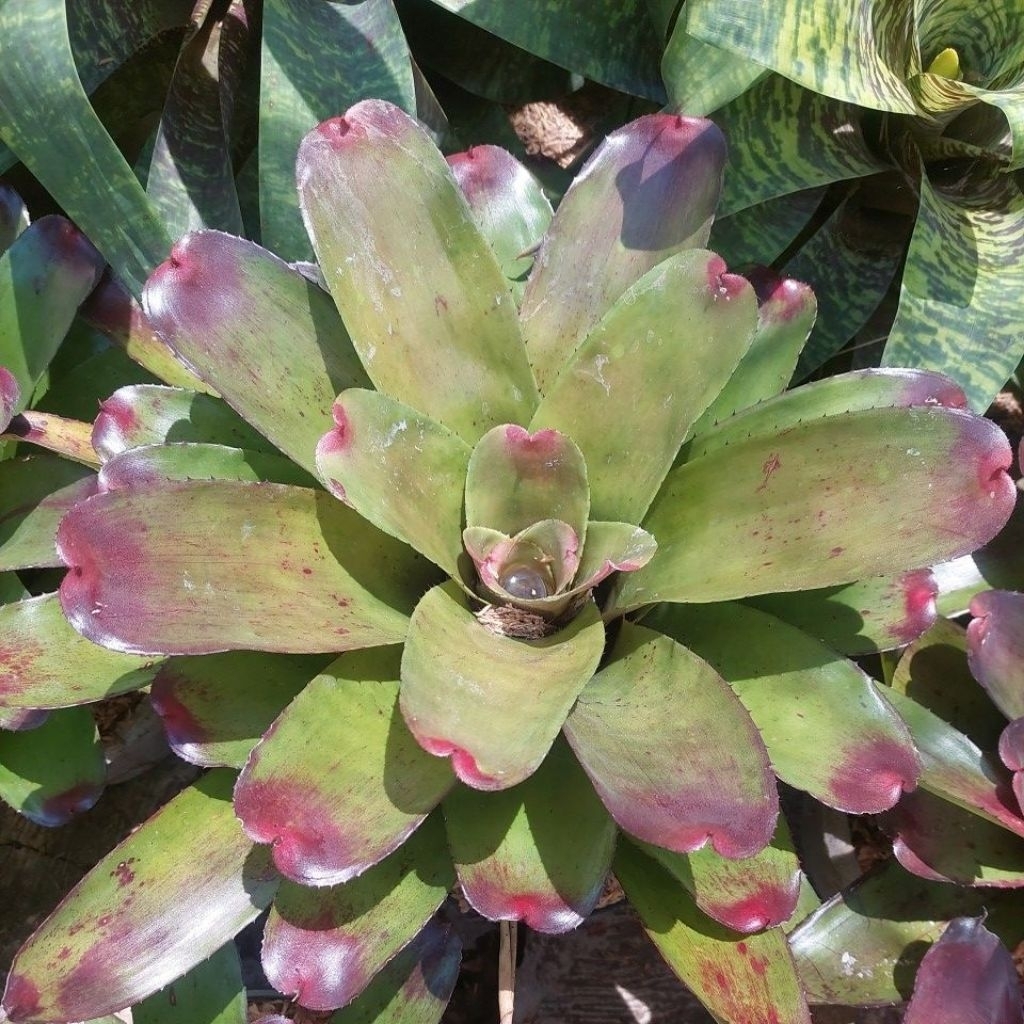 Bromelia Green Apple - Bromelia Hijau - Bromelia Hias - Bromelia Koleksi - Bromelia Taman - Bromelia