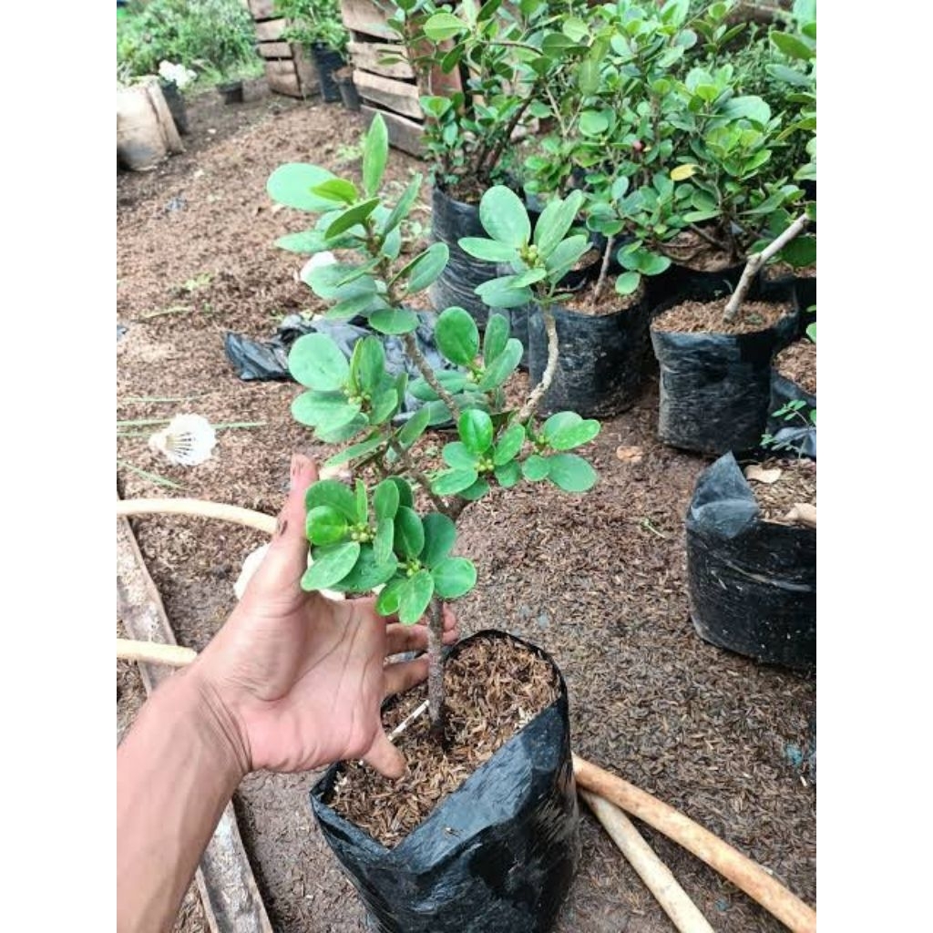 bahan bonsai beringin dollar