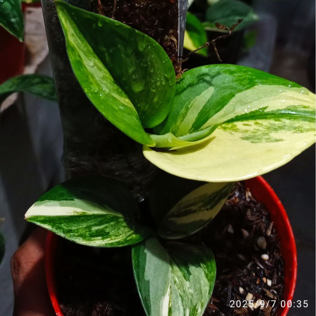 Scindapsus Trubi Rubicon Albo | Moonlight Silver Variegata Langka Tanaman Hias Premium