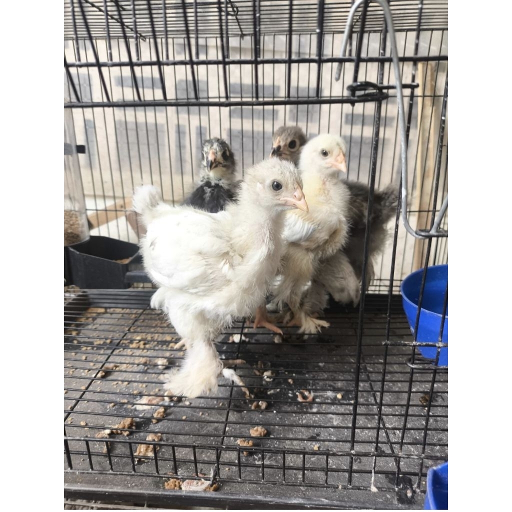 ayam brahma anakan doc sampai usia 4 minggu lebih