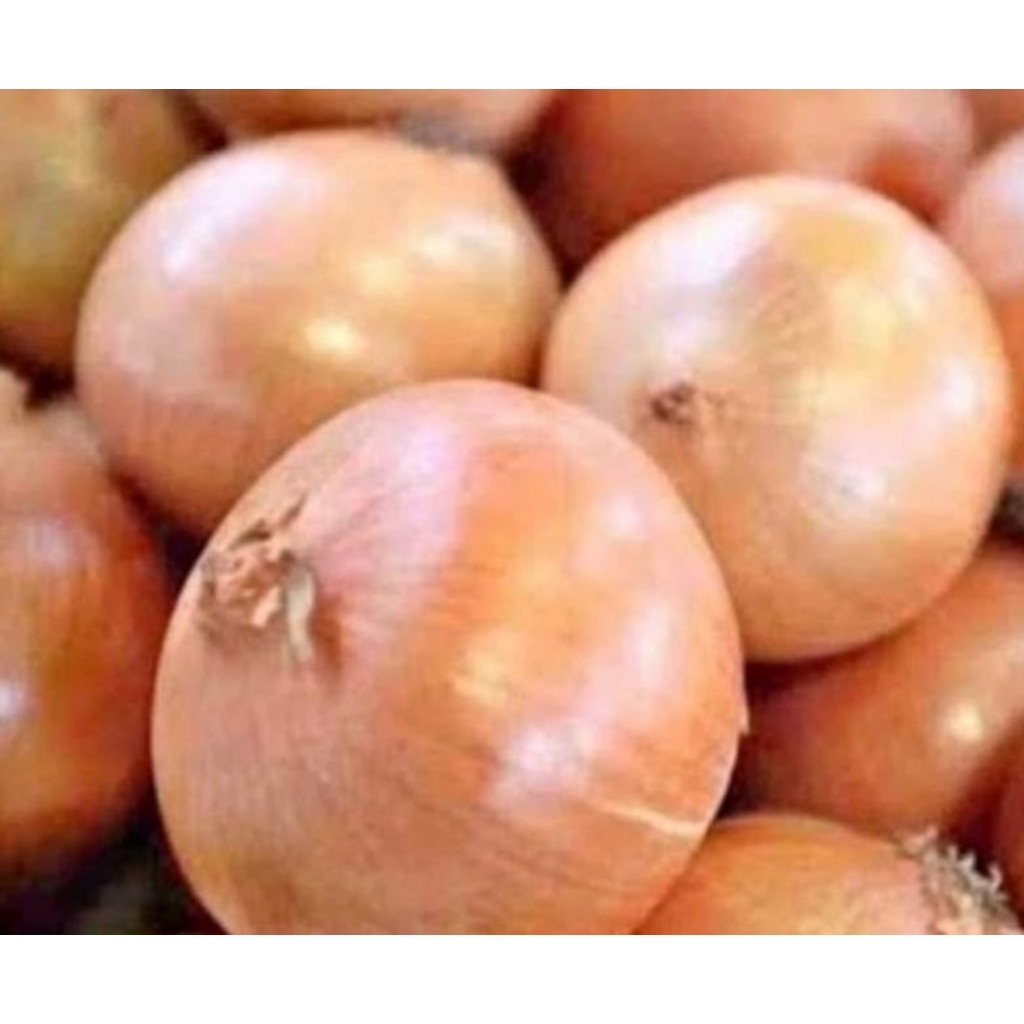 

Bawang bombay bersih, besar