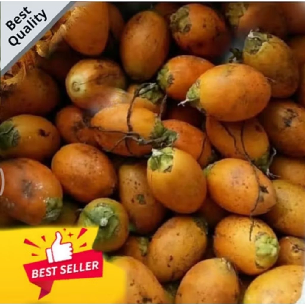 

BUAH PINANG TUA 1kg FRESH/ BARU PANEN 1KG TERBATAS‼️